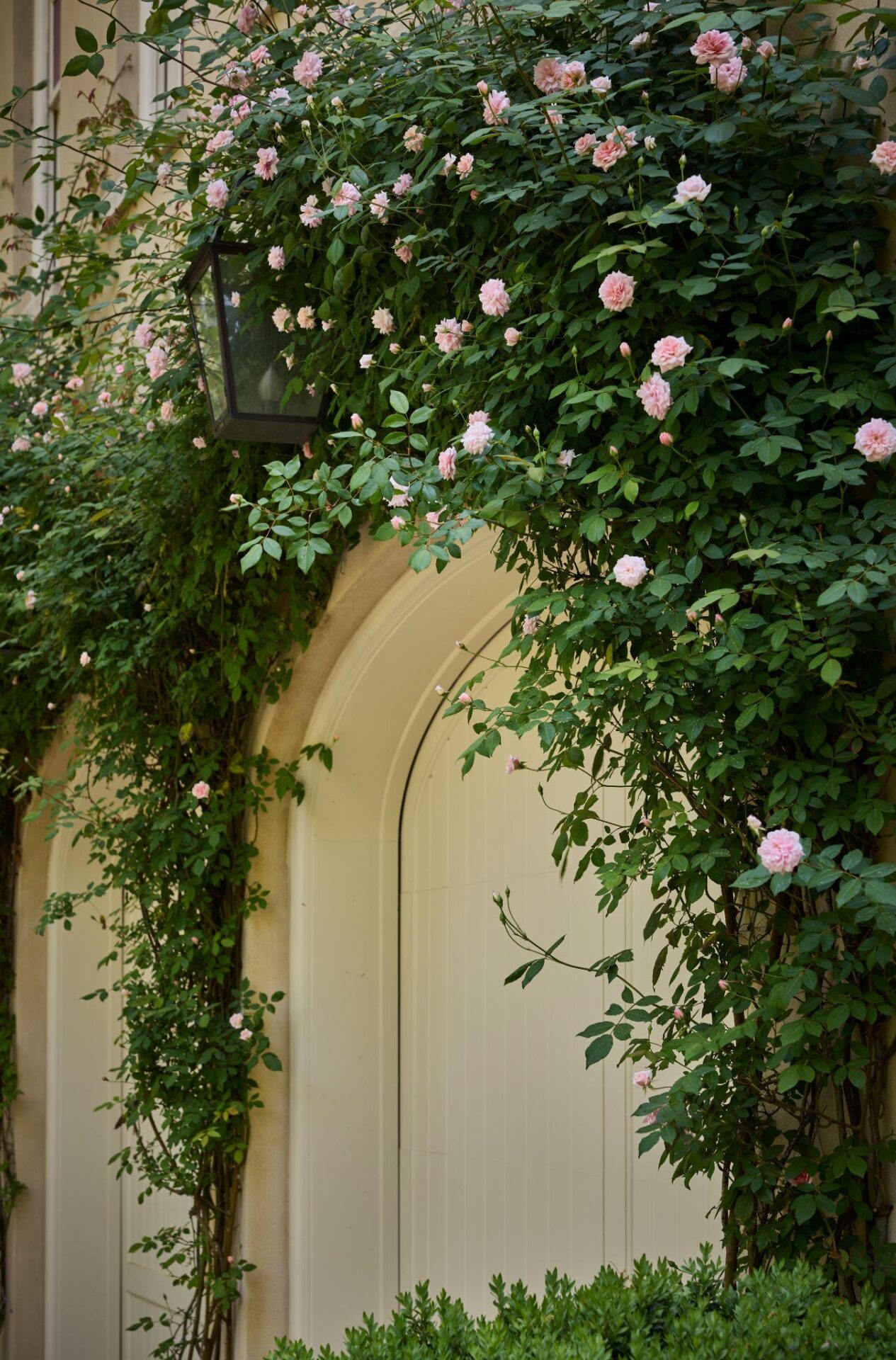 Climbing pink roses surrounding an arched doorway in a lush cottage-style garden