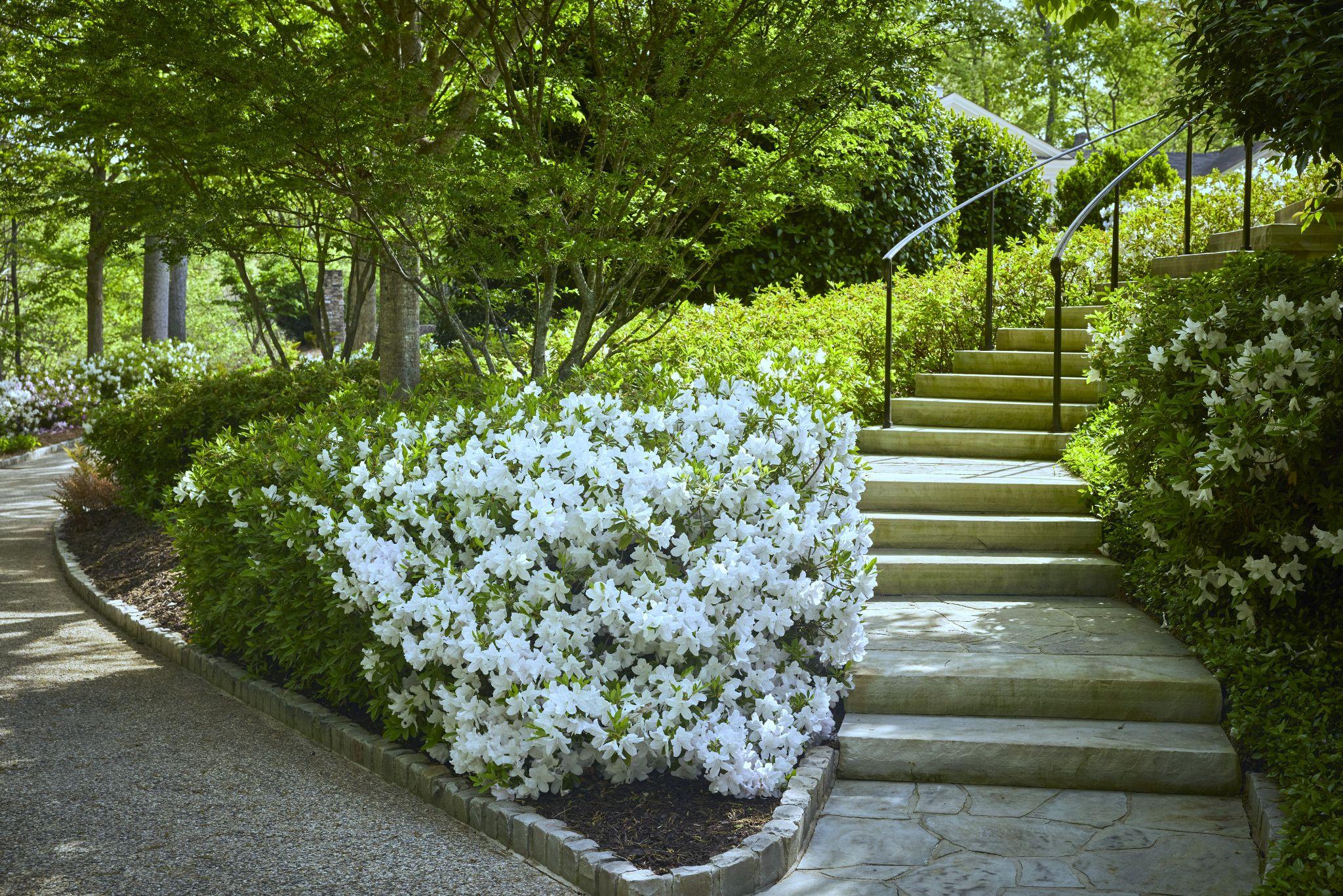 Elegant garden pathway with blooming white azaleas, stone steps, and manicured greenery in a luxury residential landscape.
