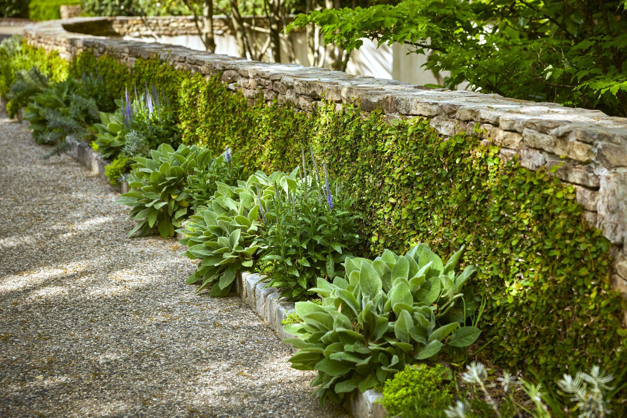 Stone garden wall with creeping greenery and layered perennial plants along a gravel pathway