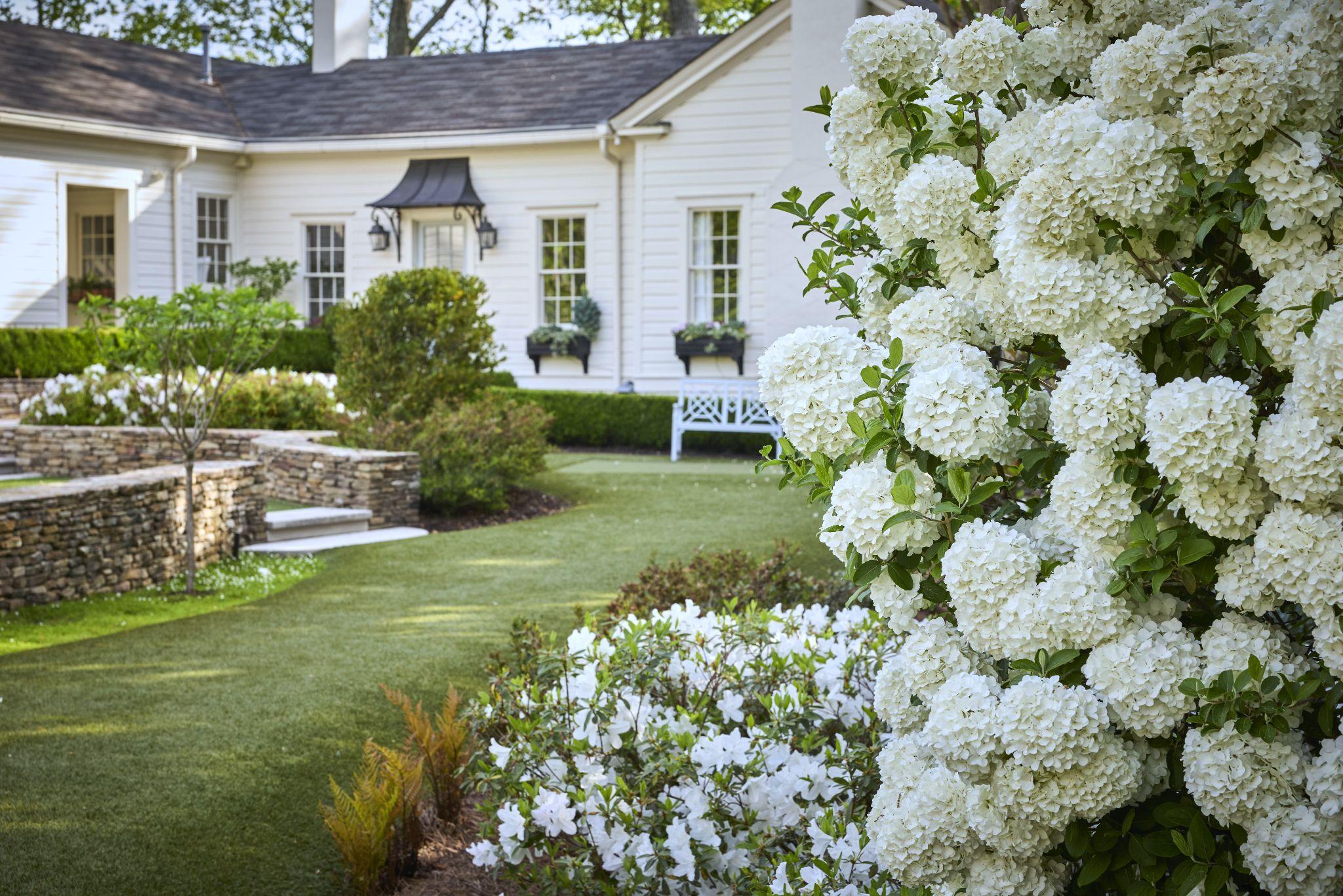 White hydrangea blooms in a manicured front yard landscape with stone retaining walls and lush lawn